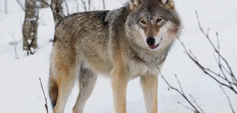 Wilde Tiere in Siedlungen