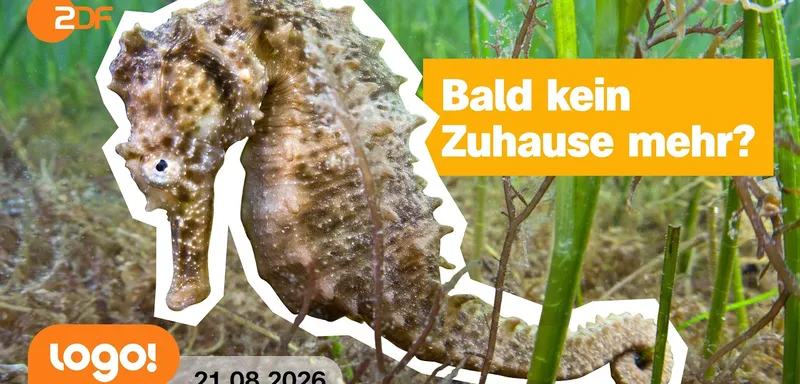 Frankreich: steigende Meerestemperaturen gefährden Seepferdchen | logo!-Nachrichten vom 21.08.2026