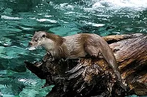 Otter