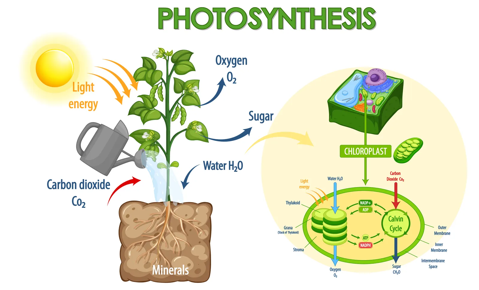 1. The biological process being addressed in the diagram is Photosynthesis.

2. The illustration provides a comprehensive summary of the process of photosynthesis. On the left, it shows a plant with roots absorbing minerals and water (H₂O) from the soil. Carbon dioxide (CO₂) is taken in from the air, and light energy from the sun is absorbed by the leaves. These components (light energy, water, and carbon dioxide) are utilized by the plant to produce oxygen (O₂) and sugar (glucose). On the right, a detailed inset of a chloroplast, the site of photosynthesis in a plant cell, is shown. This inset identifies the internal structures involved in the process: thylakoids (where the light-dependent reactions occur) and the Calvin cycle (where the light-independent reactions occur). The diagram highlights that the light energy is used to convert water and carbon dioxide into oxygen and sugar, demonstrating the overall function and efficiency of the photosynthetic process.