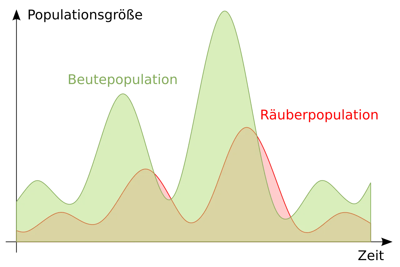 1. **Biologisches Thema:**
   Das Schaubild thematisiert die Populationsdynamik zwischen einer Beute- und einer Räuberpopulation, auch bekannt als Räuber-Beute-Beziehung. Dieses Thema befasst sich mit der Wechselwirkung zwischen zwei miteinander verbundenen Populationen, bei der die Räuberpopulation von der Beutepopulation abhängig ist.

2. **Inhalt der Abbildung:**
   Die Abbildung zeigt zwei Kurven, die die Populationsgrößen über die Zeit darstellen. Die grüne Fläche repräsentiert die Beutepopulation, während die rote Linie die Räuberpopulation darstellt. 

   - Zu Beginn sieht man eine Zunahme der Beutepopulation, gefolgt von einem Anstieg der Räuberpopulation. 
   - Es folgt ein Rückgang der Beutepopulation, was zu einem verzögerten Rückgang der Räuberpopulation führt.
   - Dieser Zyklus wiederholt sich mehrmals, wobei die Spitzen der Räuberpopulation immer nach den Spitzen der Beutepopulation auftreten. Dies demonstriert die typische Wellenbewegung der Räuber-Beute-Dynamik, bei der die Größe der Räuberpopulation der der Beutepopulation folgt, aber zeitlich versetzt ist.