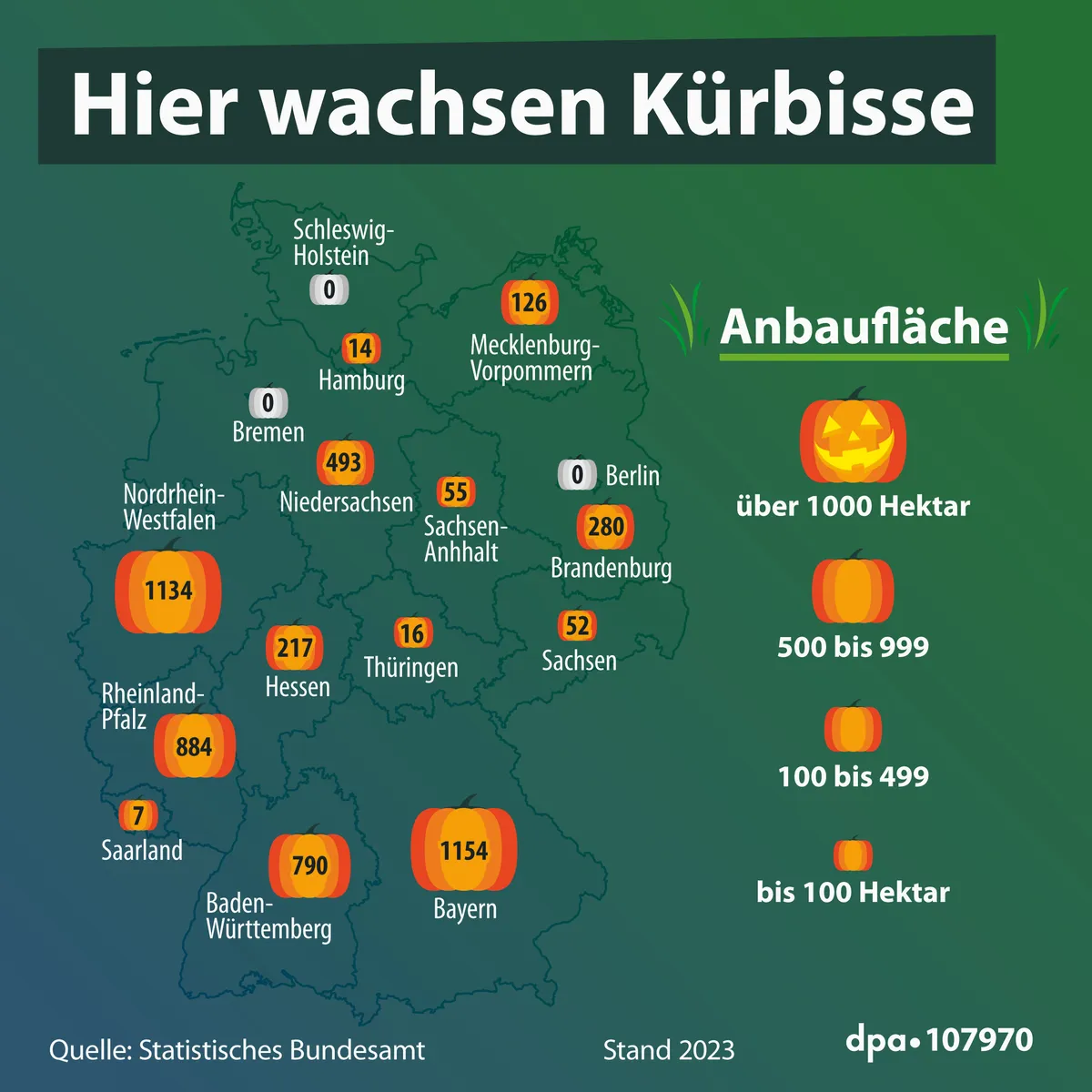 ## 1. Hauptthema

Die Infografik **„Hier wachsen Kürbisse“** zeigt die **Kürbis-Anbaufläche in den deutschen Bundesländern**. Die Werte sind in **Hektar** angegeben; als Quelle wird das Statistische Bundesamt genannt, mit dem Stand **2023**.

## 2. Aufbau und Gestaltung

- **Titel:** Groß und weiß in einem dunklen Balken am oberen Rand.
- **Karte:** Eine schematische Karte Deutschlands nimmt den größten Teil der Grafik ein. Die Bundesländer sind durch dunkle Umrisslinien voneinander abgegrenzt und mit Namen beschriftet.
- **Wertmarkierungen:** Auf der Karte steht je Bundesland eine Zahl, meist in einem orange-gelben Kürbissymbol. Die Werte sind geografisch bei den jeweiligen Ländern platziert.
- **Legende:** Rechts erklärt eine Überschrift die Bedeutung der Kürbissymbole und ordnet die Anbauflächen Größenklassen zu.
- **Quellen- und Datumsangabe:** Am unteren Rand stehen die Quelle und der Datenstand.
- **Keine Diagrammachsen oder Tabelle:** Die Infografik vermittelt die Zahlen über eine thematische Karte und Symbole.

## 3. Farben und Symbole

Der Hintergrund verläuft von Blaugrün zu Grün; die Karte ist in dunkleren Grüntönen gehalten. Die hellen Beschriftungen heben sich davon ab.

Die orange-roten und gelben **Kürbissymbole** stehen für positive Anbauflächen. Ihre Größe unterstützt den visuellen Vergleich der Werte; die Legende ordnet sie Flächenklassen zu. **Nullwerte** sind mit grauen Symbolen dargestellt. Die schwarze Zahl in jedem Symbol gibt den konkreten Wert an.

## 4. Transkription des Textes

### Titel
**Hier wachsen Kürbisse**

### Beschriftungen auf der Karte und zugehörige Werte

| Bundesland | Wert |
|---|---:|
| Schleswig-Holstein | 0 |
| Mecklenburg-Vorpommern | 126 |
| Hamburg | 14 |
| Bremen | 0 |
| Niedersachsen | 493 |
| Berlin | 0 |
| Brandenburg | 280 |
| Sachsen-Anhalt | 55 |
| Sachsen | 53 |
| Thüringen | 16 |
| Hessen | 217 |
| Nordrhein-Westfalen | 1.134 |
| Rheinland-Pfalz | 884 |
| Saarland | 7 |
| Baden-Württemberg | 790 |
| Bayern | 1.154 |

### Legende
**Anbaufläche**

- **über 1000 Hektar**
- **500 bis 999**
- **100 bis 499**
- **bis 100 Hektar**

### Fußzeile
**Quelle: Statistisches Bundesamt**  
**Stand 2023**

## 5. Daten und Verteilung

Die höchsten ausgewiesenen Werte haben:

1. **Bayern:** 1.154 ha  
2. **Nordrhein-Westfalen:** 1.134 ha  
3. **Rheinland-Pfalz:** 884 ha  
4. **Baden-Württemberg:** 790 ha  

Dahinter folgen **Niedersachsen** mit 493 ha, **Brandenburg** mit 280 ha und **Hessen** mit 217 ha. Für Schleswig-Holstein, Bremen und Berlin weist die Grafik jeweils **0 ha** aus.

Aus den dargestellten Einzelwerten ergibt sich rechnerisch eine Gesamtfläche von **5.223 ha**.

## 6. Einordnung nach Größenklassen

| Größenklasse laut Legende | Bundesländer und Werte |
|---|---|
| **über 1.000 ha** | Bayern 1.154; Nordrhein-Westfalen 1.134 |
| **500 bis 999 ha** | Rheinland-Pfalz 884; Baden-Württemberg 790 |
| **100 bis 499 ha** | Niedersachsen 493; Brandenburg 280; Hessen 217; Mecklenburg-Vorpommern 126 |
| **bis 100 ha** | Sachsen-Anhalt 55; Sachsen 53; Thüringen 16; Hamburg 14; Saarland 7; Schleswig-Holstein 0; Bremen 0; Berlin 0 |

## 7. Kurzfazit und mögliche Interpretation

Die Kürbis-Anbaufläche ist laut Grafik stark auf wenige Bundesländer konzentriert: **Bayern und Nordrhein-Westfalen liegen deutlich vorn**. Zusammen weisen sie 2.288 ha aus, also knapp 44 % der aus den Einzelwerten errechneten Gesamtfläche. Die Karte macht damit sichtbar, dass der Anbau bundesweit verbreitet, räumlich aber sehr ungleich verteilt ist. Die Grafik zeigt Anbauflächen für den Datenstand 2023; Gründe für die Unterschiede zwischen den Ländern nennt sie nicht.