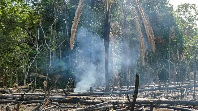Brandrodung in Surinam