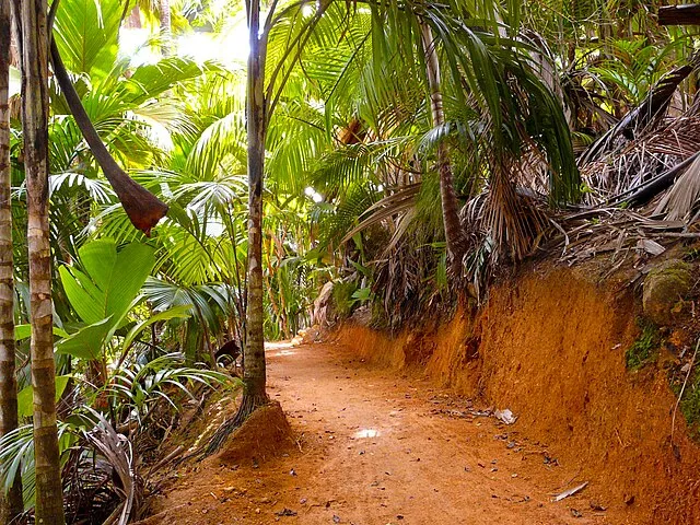 Typisch rostroter Ferralsol-Boden der Tropen (Praslin, Seychellen)