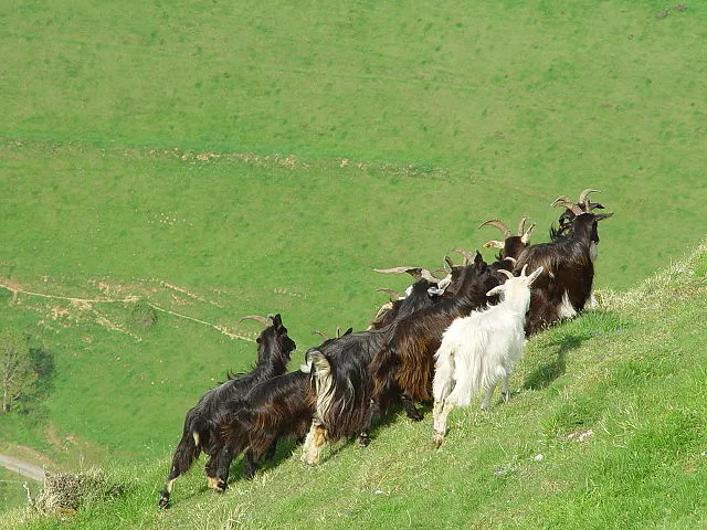 Die Ziege, eine Grundlage mediterraner Viehwirtschaft und Verursacher von Vegetationsschäden