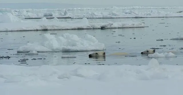 Auch wenn Eisbären ausdauernde Schwimmer sind, droht ihnen durch schmelzendes Meereises ein deutlicher Rückgang der Population. Besonders Weibchen mit Jungen sind von stabilen Eiskorridoren abhängig.[81] 