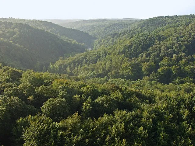 Buchenwald (und Fichtenforste) in Mitteleuropa