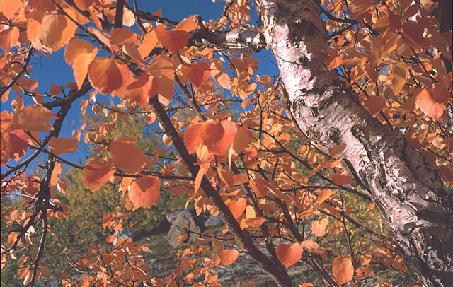 Birken sind die häufigsten Laubbäume, die bis an die Grenzen der nordischen Tundra wachsen