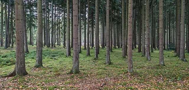 Fichtenmonokulturen: Als nicht standortgerechte Bepflanzung großer Flächen in Europa höchst anfällig für Klimaveränderungen und Schädlinge