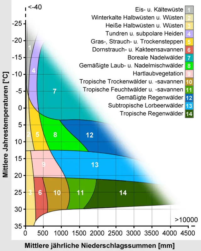 Stark idealisierte Darstellung der wichtigsten terrestrischen Pflanzenformationen in Bezug zu Temperatur und Niederschlag (vergleiche die „klassische“ Grafik nach Dansereau und Whittaker)