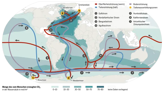 Das globale Förderband – wie die Ozeane das CO2 speichern: Die CO2-Speicherung wird durch die großen Meeresströmungen möglich gemacht: Wie Transportbänder führen sie warmes Wasser an der Meeresoberfläche aus den Tropen in Richtung der Pole. Auf seinem Weg fort vom Äquator kühlt sich das Wasser langsam ab und wird durch Verdunstung salzhaltiger. Wasser ist umso schwerer, je salziger und kälter es ist – im Nordatlantik in der Grönlandsee A und der Labradorsee B und in der Antarktis im Rossmeer C und im Weddellmeer D erhöht sich durch die Eisbildung der Salzgehalt des umgebenden Wassers. Dieses schwere Oberflächenwasser sinkt in die Tiefsee hinab – und mit ihm das CO2. Dort unten strömt das CO2-reiche Wasser dann wieder in Richtung der Tropen. Auf dem Weg durch die Tiefsee vermischen sich die kalten Wassermassen langsam mit darüberliegenden wärmeren Schichten und steigen – sehr langsam – wieder auf.Quelle: Meeresatlas 2017[31]