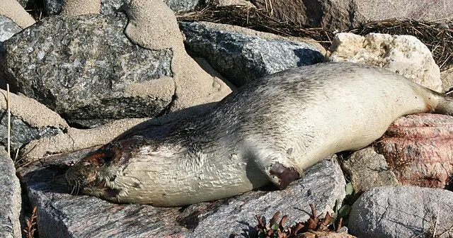 Toter Seehund auf Hallig Langeneß/Schleswig-Holstein. Wegen der hohen Konzentration an Schwermetallen im Fett der Tiere müssen die Tierkörper als Sondermüll entsorgt werden.