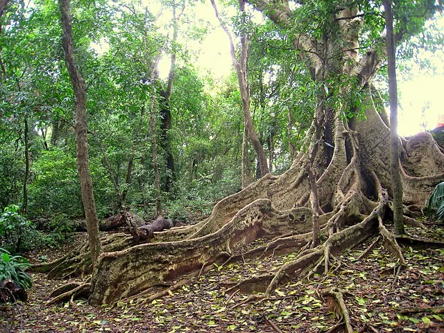 Flaches, weit auslaufendes Wurzelwerk aus mächtigen Brettwurzeln im brasilianischen Regenwald