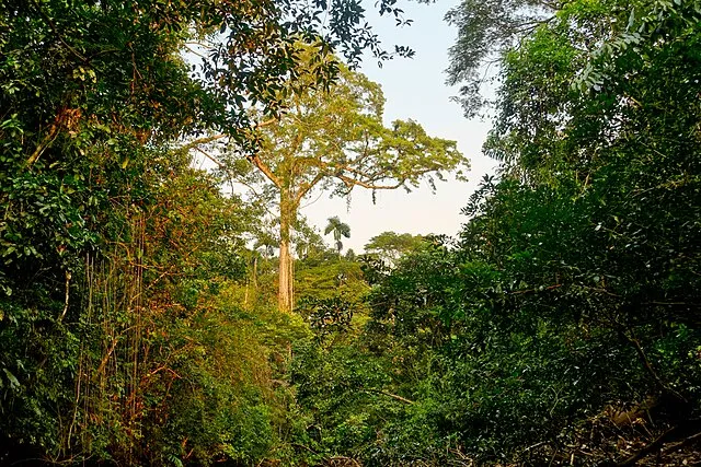 Typisch für die tropischen Regenwälder sind die außerordentlich hohe Artenvielfalt und vereinzelte Urwaldriesen (Emergenten)