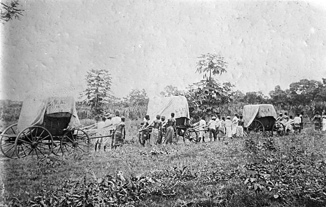Baumwolltransport in Togo um 1900. Kaffee, Kakao, Baumwolle und Erzeugnisse aus der Kokospalme waren in Togo, wie auch den anderen tropischen Kolonien Deutschlands, weitgehend die einzigen Handelsgüter für den deutschen und internationalen Markt.
