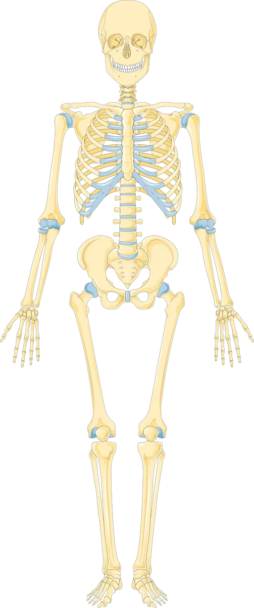 Das Bild zeigt ein vollständiges menschliches Skelett in einer frontalen Ansicht. Es umfasst alle wesentlichen Knochen des Körpers, einschließlich des Schädels, der Wirbelsäule, des Brustkorbs mit den Rippen, des Beckens und der Extremitätenknochen. Die Gelenke sind in einem hellblauen Farbton hervorgehoben, um die Verbindungen zwischen den Knochen zu verdeutlichen. Das Skelett ist schematisch und stilisiert dargestellt, ohne Hintergrunddetails.