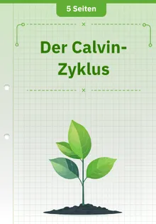 Der Calvin-Zyklus