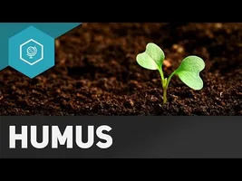 Humus und Humifzierung - Böden Basics 3