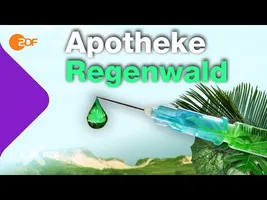 Wie der Regenwald deine Gesundheit schützt | Terra X plus