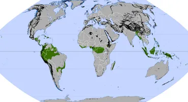 Die globale Verteilung der immerfeuchten Tropen (nach J. Schultz)