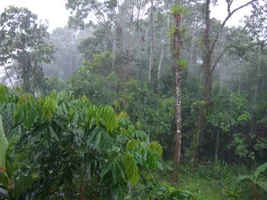Täglicher Niederschlag im ecuadorianischen Regenwald bei Tena