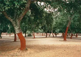 Halb abgeschälte Korkeichen in Andalusien