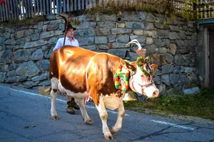Geschmückte Kranzkuh beim Almabtrieb