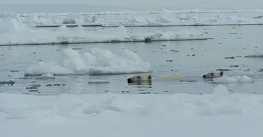 Auch wenn Eisbären ausdauernde Schwimmer sind, droht ihnen durch schmelzendes Meereises ein deutlicher Rückgang der Population. Besonders Weibchen mit Jungen sind von stabilen Eiskorridoren abhängig.[81] 