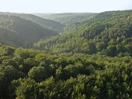 Buchenwald (und Fichtenforste) in Mitteleuropa