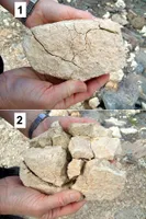 Ein durch physikalische Verwitterung mürbe gewordener Stein: 1 wie vorgefunden, 2 nach leichtem Drücken