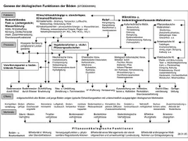 Genese der ökologischen Funktionen der Böden