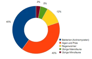 Zusammensetzung der Bodenlebewesen.
