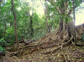 Flaches, weit auslaufendes Wurzelwerk aus mächtigen Brettwurzeln im brasilianischen Regenwald