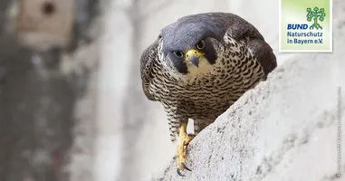 Home › Themen › Natur und Landschaft › Stadt als LebensraumDer Lebensraum Stadt hat nicht nur bei Menschen Hochkonjunktur. Auch ungeahnt viele Wildtiere und Pflanzen leben in der Stadtnatur. Erfahren...