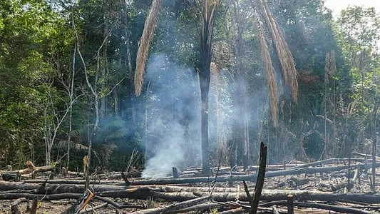 Brandrodung in Surinam