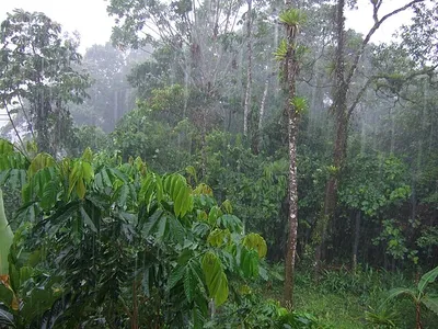 Täglicher Niederschlag im ecuadorianischen Regenwald bei Tena